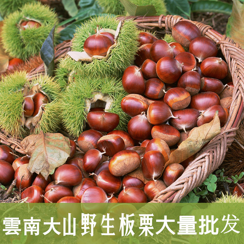 批发供应 中果 板栗 55公斤袋装板栗 大板栗 云南新鲜板栗|ms