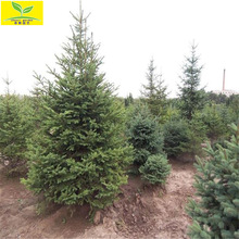 春熙農業供應3米4米5米6米雲杉樹 綠化園林喬木植物 聖誕樹雲杉