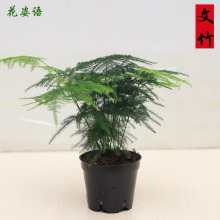 90文竹盆栽批发办公室绿植盆栽花卉花苗盆景植物绿植盆栽花卉盆栽