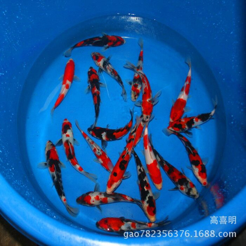 探索厦门水族批发新趋势：绿色生态与科技融合的未来