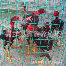 厂家直售越南纯种斗鸡苗 景区参加比赛的斗鸡 泰国成年斗鸡价格