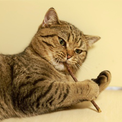 Cat chew toy for grinding teeth, box-packed catnip for cats, pet supplies