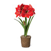 Dental Dutch Dutch red species ball big flower ball indoor and outdoor four seasons of potted flowers flowering plant ball root flowers