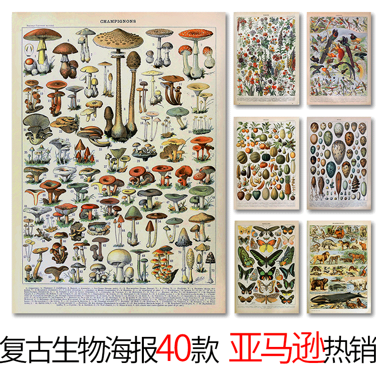 速卖通热销动植物复古海报 生物图解教学书房卧室挂画|ms
