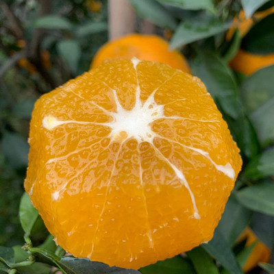 四川眉山 爱媛38号果冻橙 现摘现发 清甜爆汁 新鲜 橙子 一件代发|ms