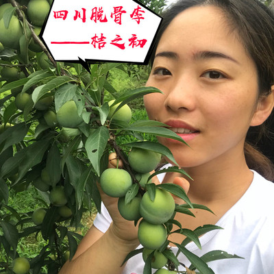 李子新鲜孕妇水果清青脆脱骨李 土李子空心四川当季整箱批发5斤