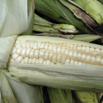 货源新鲜水果玉米农家自产玉米一件代发现摘现发糯玉米棒粗粮现货批发批发