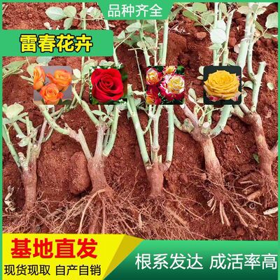云南 2到3年生玫瑰大苗可多品种混搭园林绿化工程老桩苗月季大苗|ms