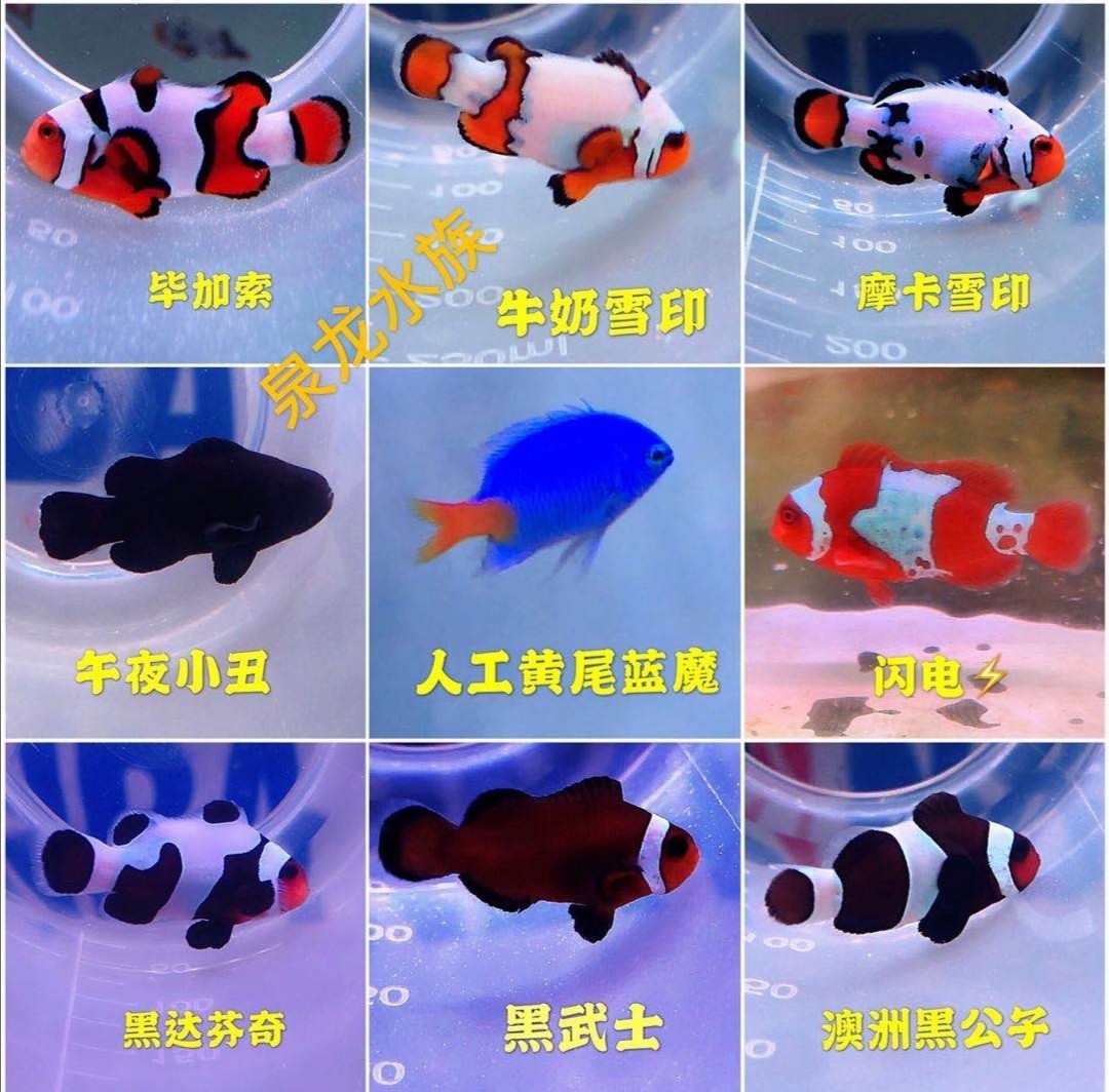 咸水鱼活物宠物活鱼人工小丑鱼黑背心热带观赏鱼公子活体海水鱼|ru