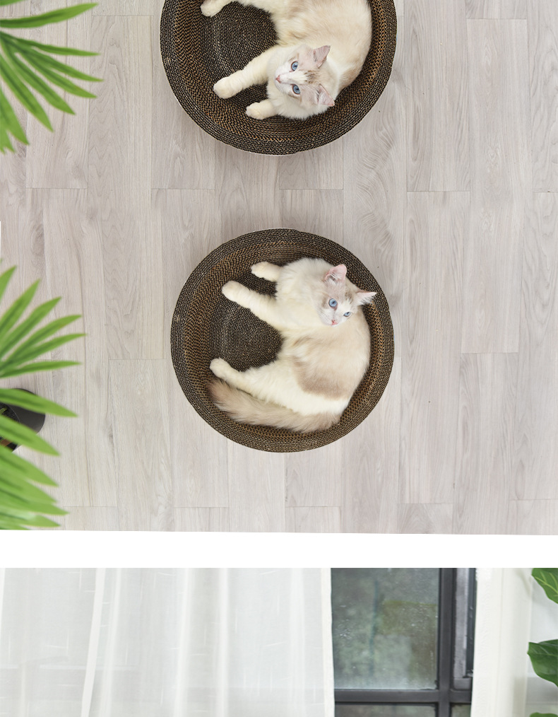 猫猫_11