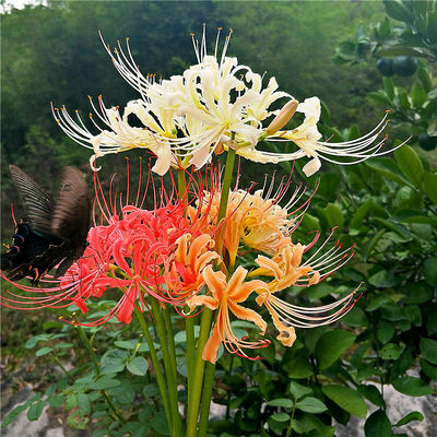 wholesale Sha Hua Bana Lycoris seed flowers and plants Potted plant Green plant Datura Seed ball Botany Bloom