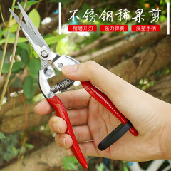 摘果剪稀果剪葡萄瓜果蔬菜剪不鏽鋼直頭園藝理枝 去芽剪刀修枝剪
