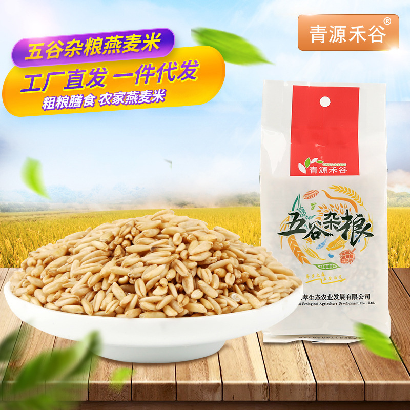 Oat Oat kernel Coarse Cereals Oat wholesale Whole grains Oat Bagged OEM Processing