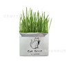 Wholesale net red without soil cultivation cat grass lazy hydroponic catwood without cat grass to help digestion cat snacks