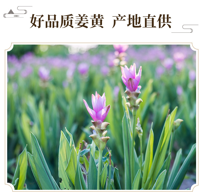 Turmeric Jiang Huang 500g Dried Sichuan Root Slices for Cooking and Herbal Use key features
