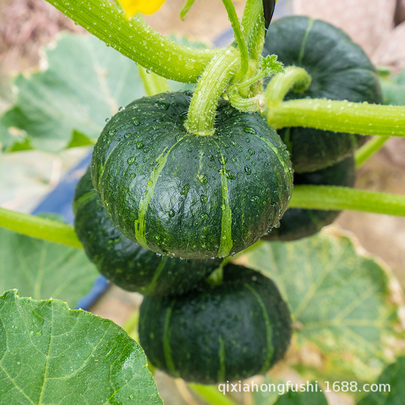 贝贝南瓜小板栗南瓜正品栗子栗味绿粉日本10蔬菜新鲜5斤助农包邮