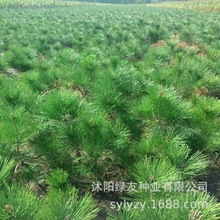 lɺɷNӺɷN  ɰ ļɰؘ