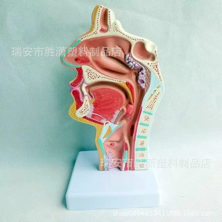 病态鼻咽喉模型医用鼻腔解剖呼吸道模型喉咙带肌肉血管神经甲状腺