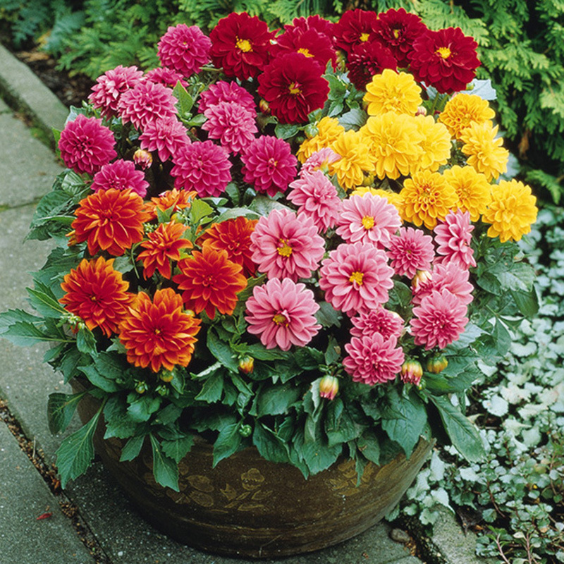 Dahlia Seed ball Four seasons Chrysanthemum Sweet potato Dahlia Seed ball courtyard plant Potted Plants Flower Bulbs