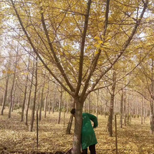 基地批发嫁接银杏树苗嫁接白果大树-公分粗量大优惠