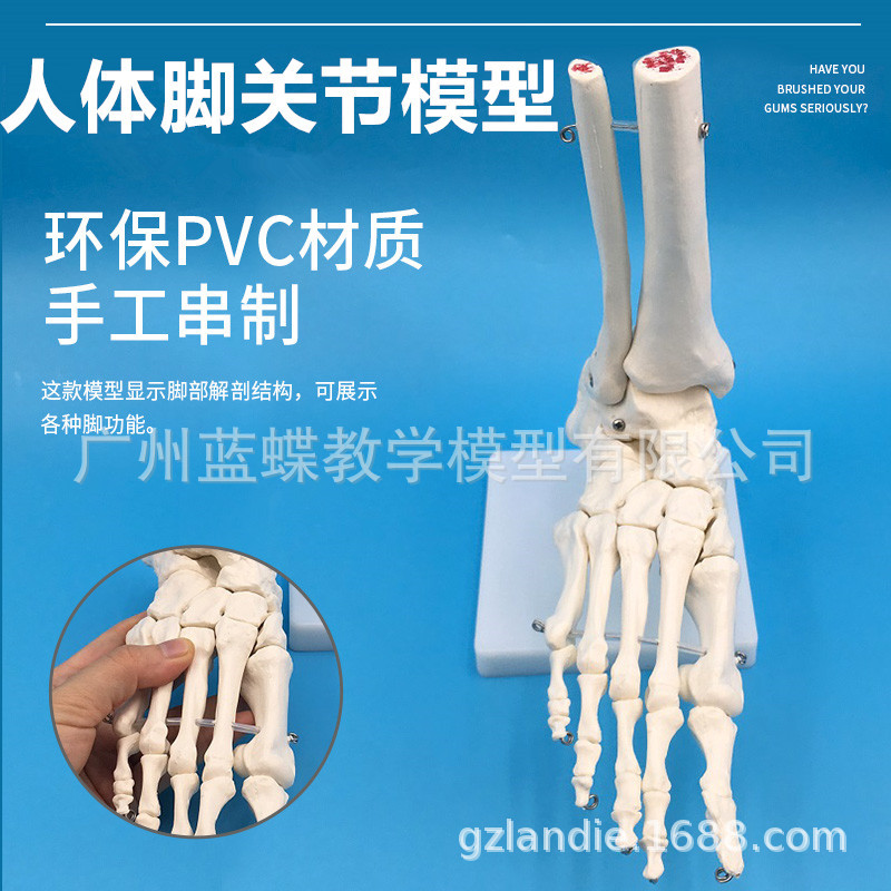 1 1脚关节模型脚部骨骼模型足关节足骨脚骨模型脚部解剖结构图片 高清大图 阿里巴巴