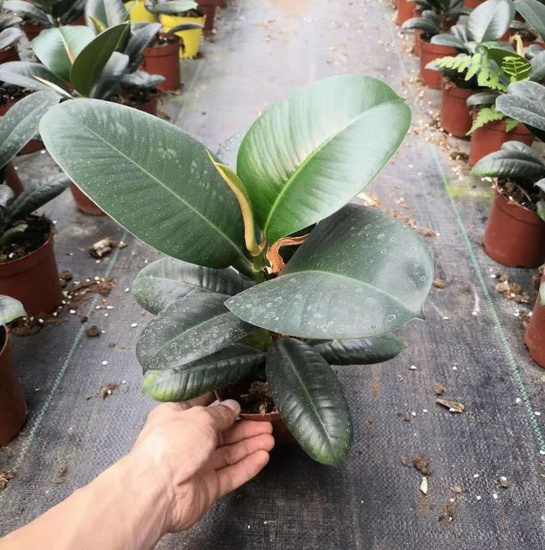 American Ficus #120 Potted Plant Air Purifying Houseplant 5
