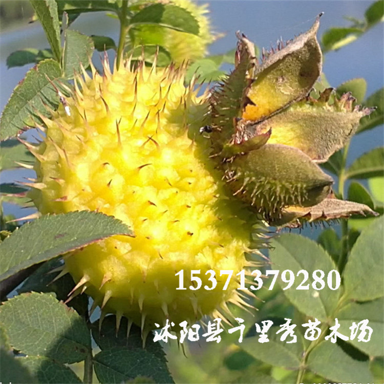 果刺,刺泡果,刺蜜果(第6页)_大山谷图库