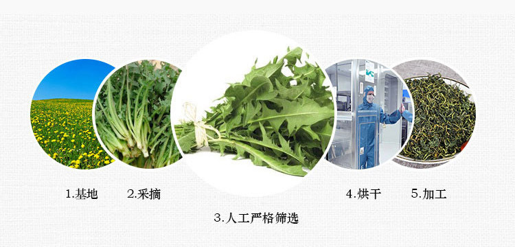 Dandelion Leaf Tea (Taraxacum officinale) — Dried Pu Gong Ying Herbal Tea, 500g Loose Leaf in use