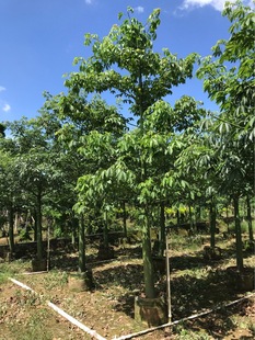 �V�|��ɽ��������14-16����ȫ�ڴ�ľ�޸߶�450ȫ��ľ�ޘ��L����