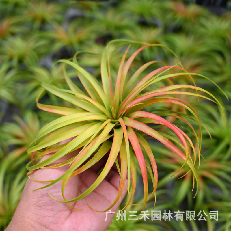 贝可利IMG_1724(20200826-091637)_副