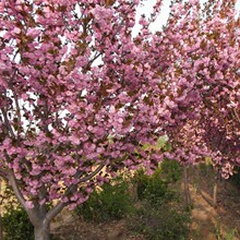 园林绿化苗庭院植物嫁接樱花树苗日本红花晚樱花苗早樱苗行道树苗