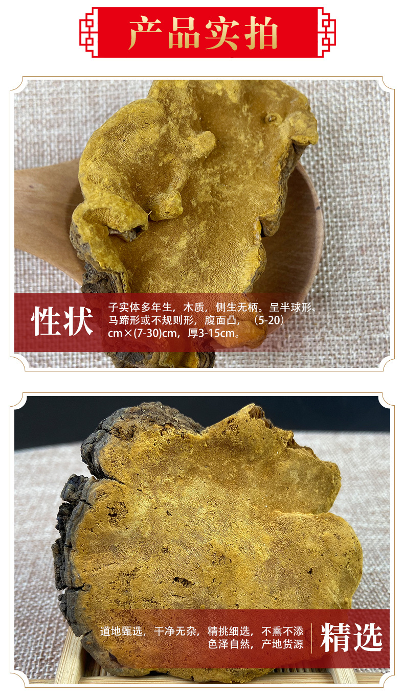 Sang Huang Mulberry Yellow Fungus Dried Slices 500g Traditional Herbal Decoction Ingredient quality and texture