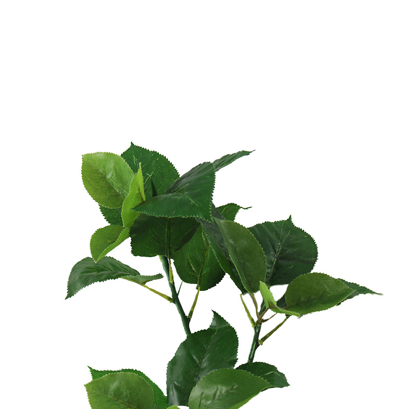 XRB-014苹果三叉枝27叶 (2).jpg