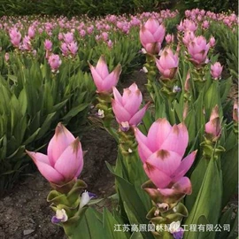 盆栽;乔木;灌木