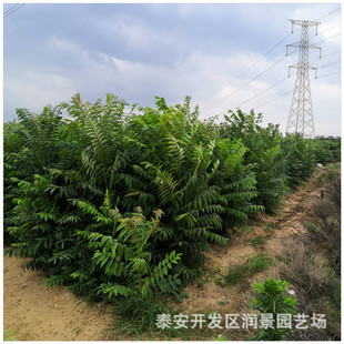 ɽ|㴻r  㴻ʲôrgNֲ ̩ɽt㴻