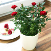 rose Diamonds Four seasons Bloom courtyard indoor balcony miniature Chinese rose Rose flowers and plants Big flower Potted plant