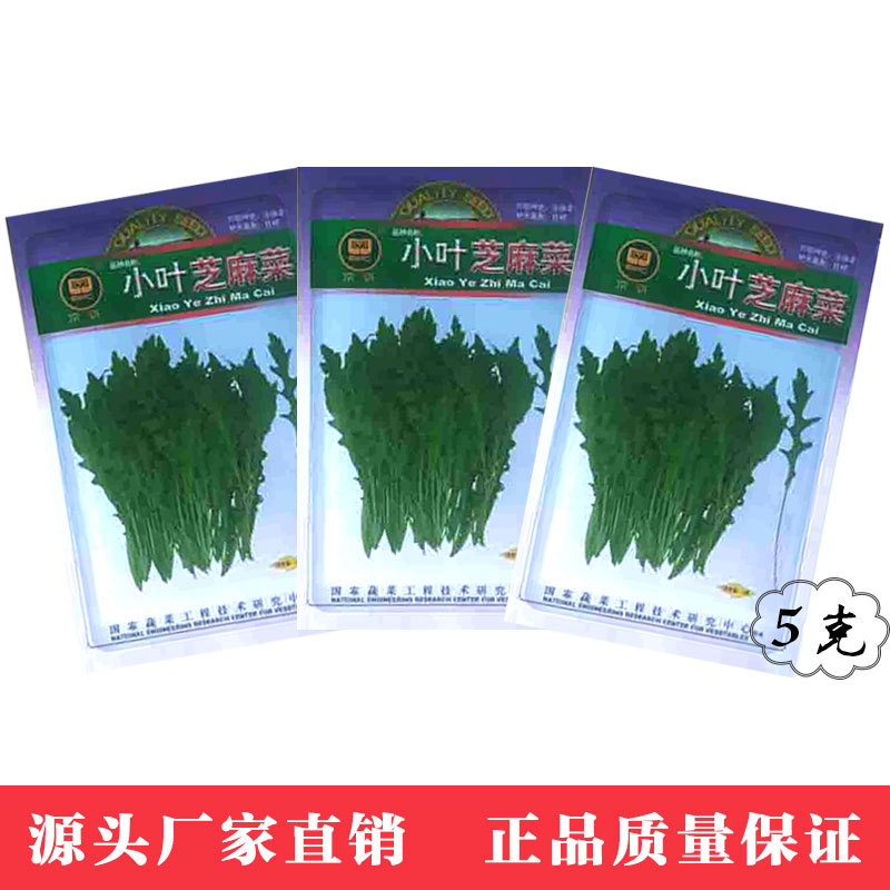 凤鸣雅世 阳台盆栽蔬菜种籽 北京农科院 小叶芝麻菜种子5克|ru