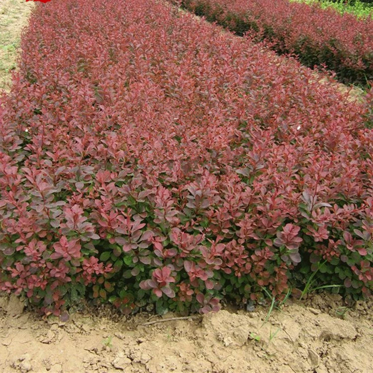 Берберис рубра рассада Ligustrum lucidum рассада красный лист вейвлет рассада красный лист предплечья рассада Зеленая живая изгородь цветовой блок завод