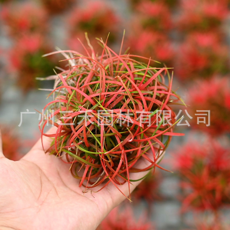 IMG_1727(20200826-091645)_副本.j