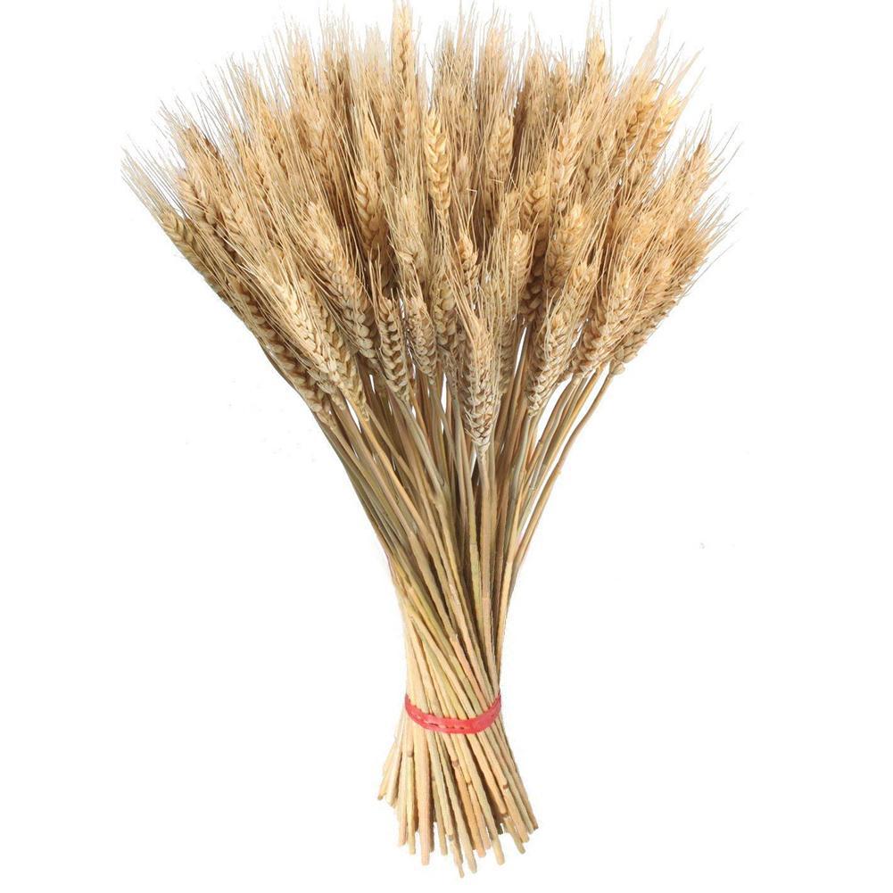 Dried flowers Ear of Wheat Countryside Botany natural Primary color Ear of Wheat Wheat Wedding celebration decorate reed props