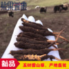 fresh Cordyceps Qinghai-Tibet specialty Tibet Cordyceps Nagqu Yushu in Qinghai Province fresh Cordyceps Place of Origin