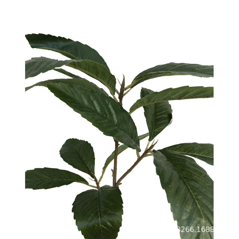 XRG-039 枇杷3叉枝叶15叶0.55米2.jpg