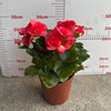 Base directly batch rose Geng Begonia home green planting potted plants, New Year's Eve views of flowers and plants, transportation and freezing