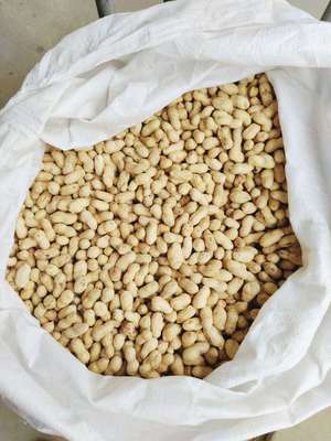 Shandong Peanut Exit Shandong Peanut washing Sea Flower Peanut Specifications 9/1110/1211