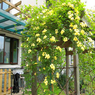 阳台爬藤植物木香花苗植物七里红白色香蔷薇浓香绿植花卉重瓣盆栽