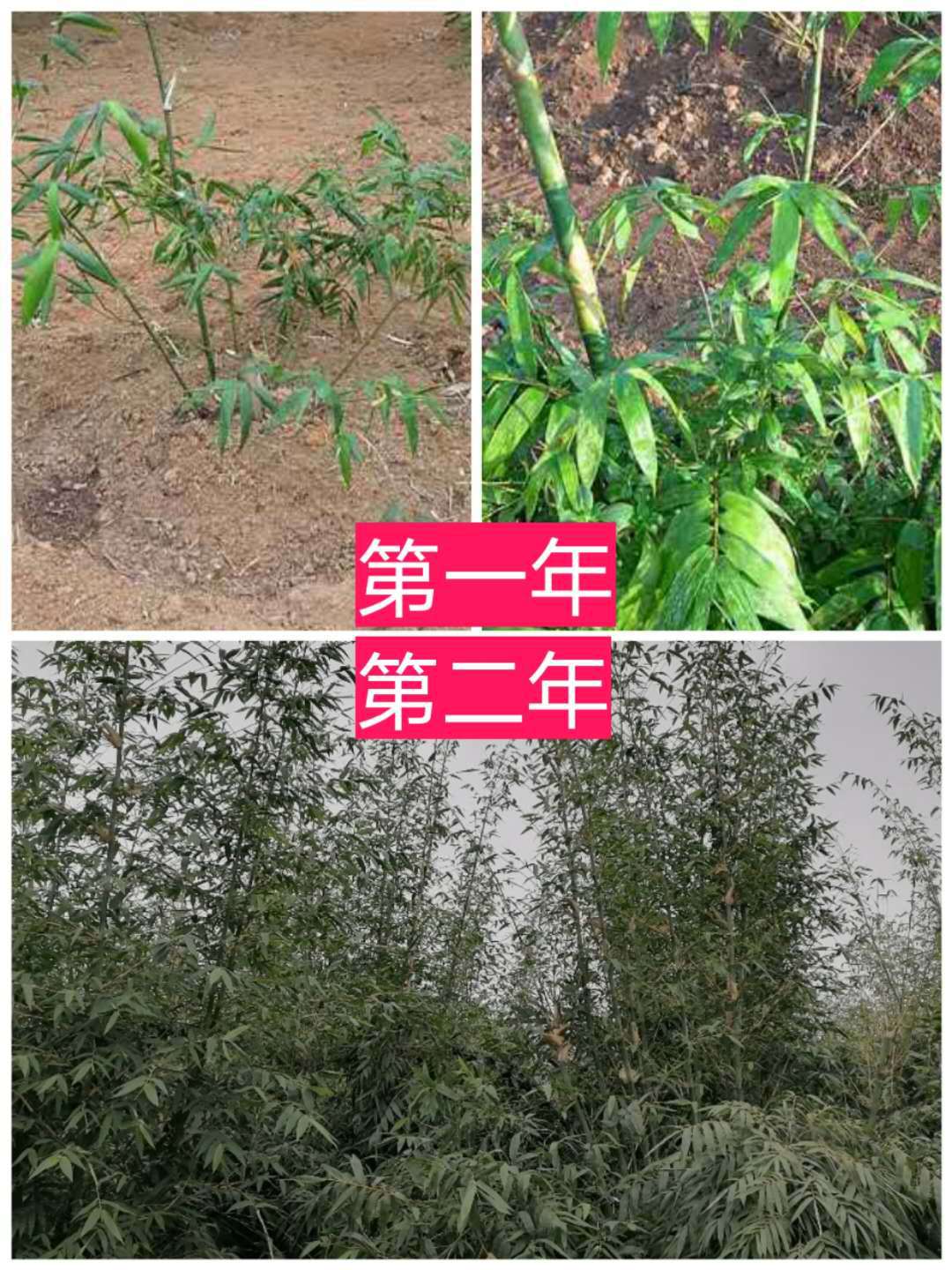 食用竹,食用花,食用(第2页)_大山谷图库