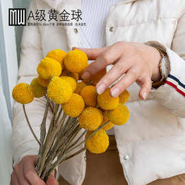 黄金球干花天然干花花束自然植物金槌花金杖花diy材料包保鲜花