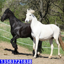 马怎么饲养吃什么骑乘马哪个品种的好纯血马骟马段子黑纯血马种马