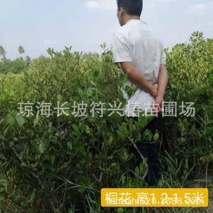 桐花圖片- 海量高清桐花圖片大全- 阿里巴巴