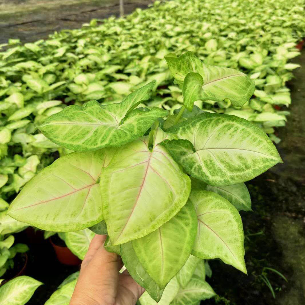 基地直供绿墙绿化专用小盆栽花卉室内植物110 黄金童子合果芋 种苗花卉网 基地直供绿墙绿化专用小盆栽花卉室内植物110 黄金童子合果芋 种苗花卉网